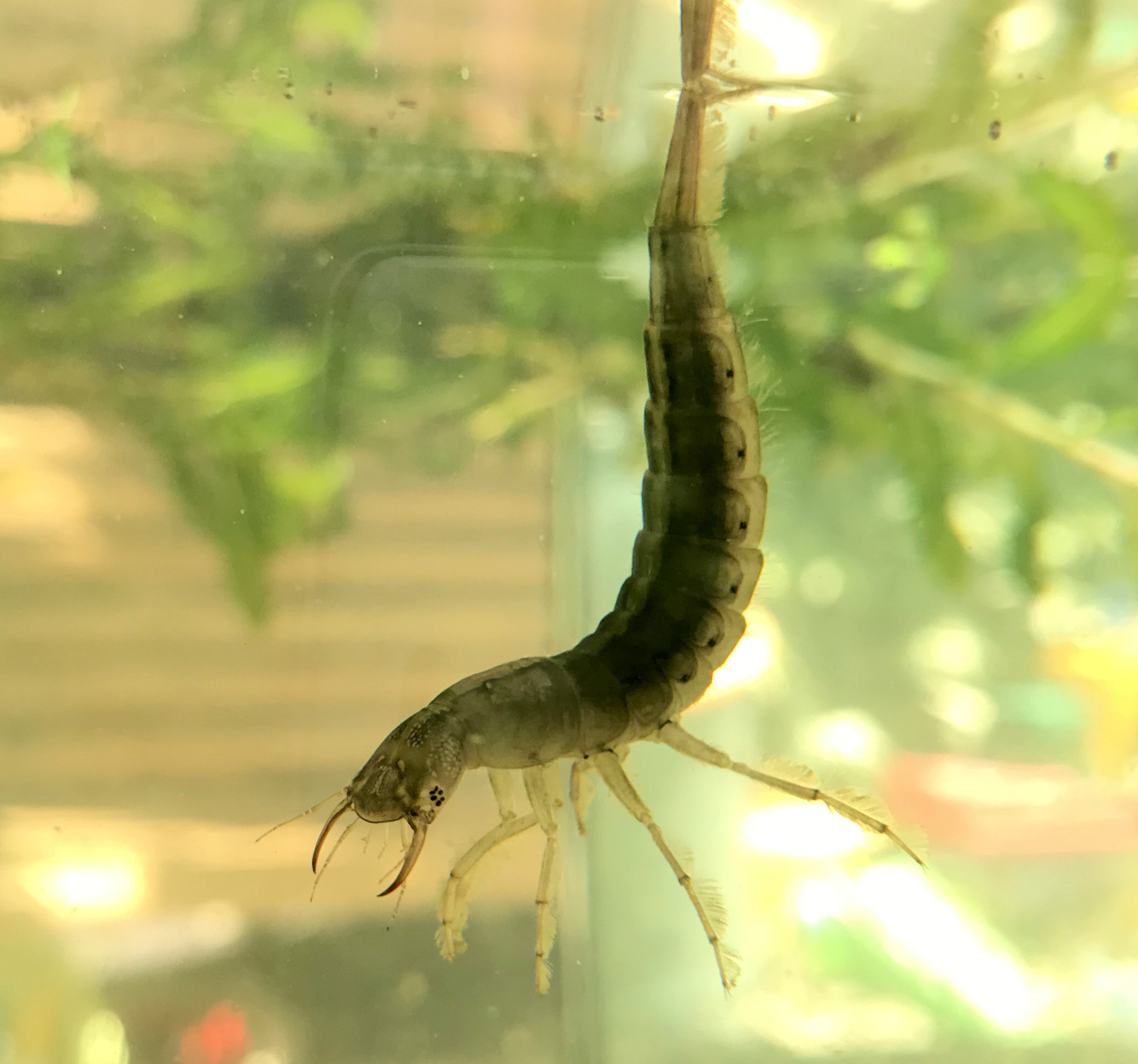 Macroinvertebrate specimen